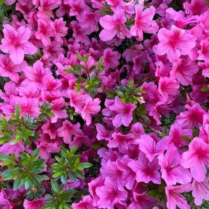 Meet your Posher, Terri